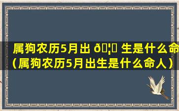 属狗农历5月出 🦈 生是什么命（属狗农历5月出生是什么命人）